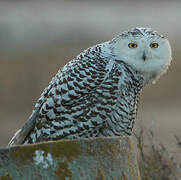 Snowy Owl