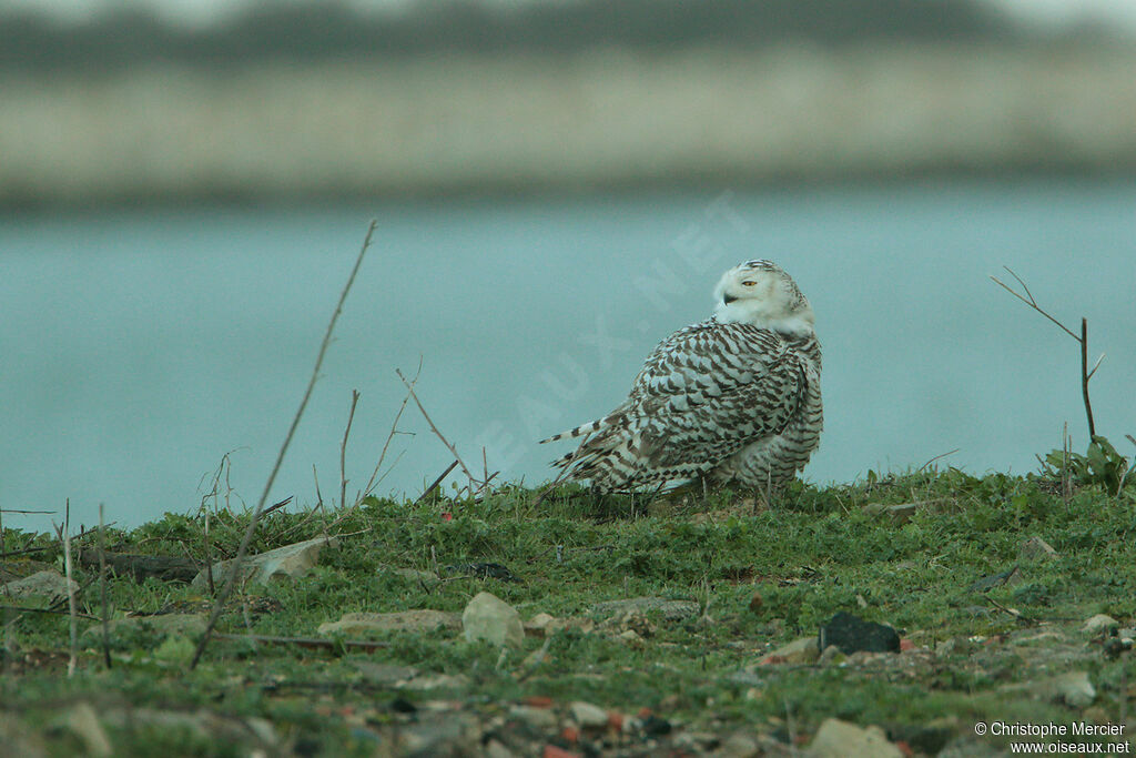 Snowy Owl