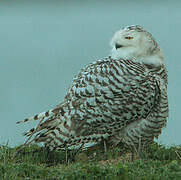 Snowy Owl