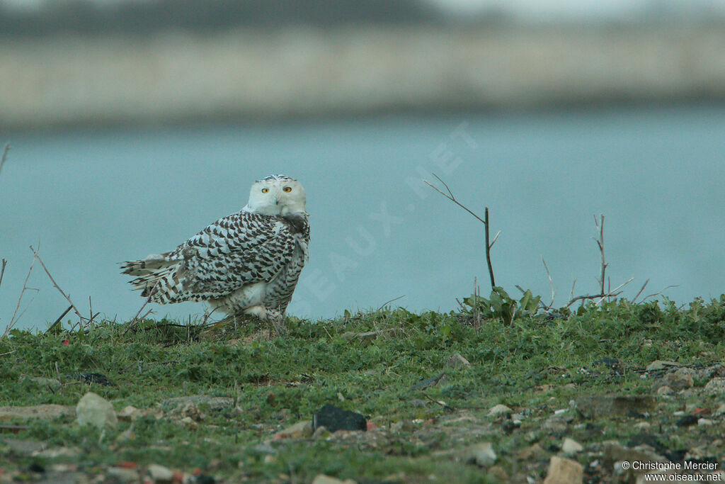 Snowy Owl