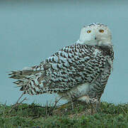 Snowy Owl