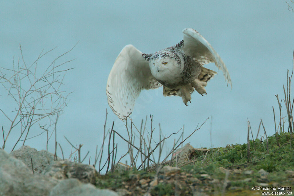 Harfang des neiges