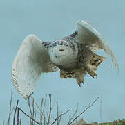 Snowy Owl