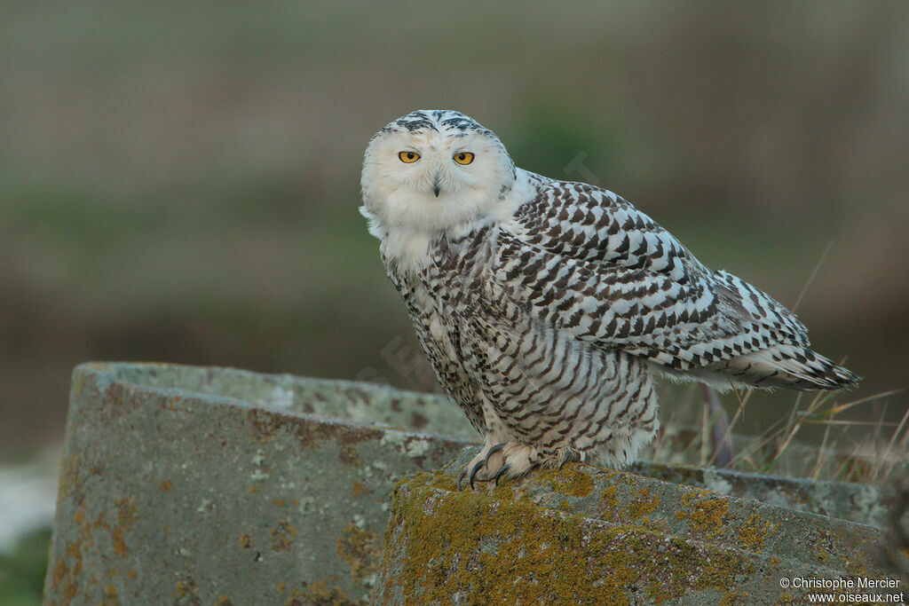 Harfang des neiges