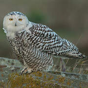 Snowy Owl