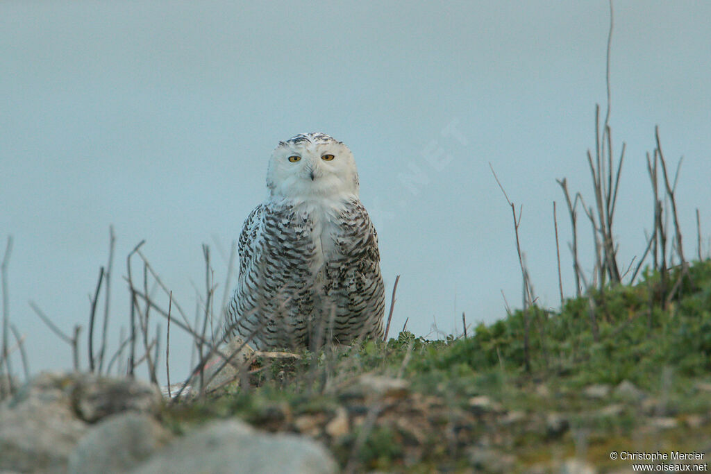 Harfang des neiges