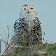 Snowy Owl