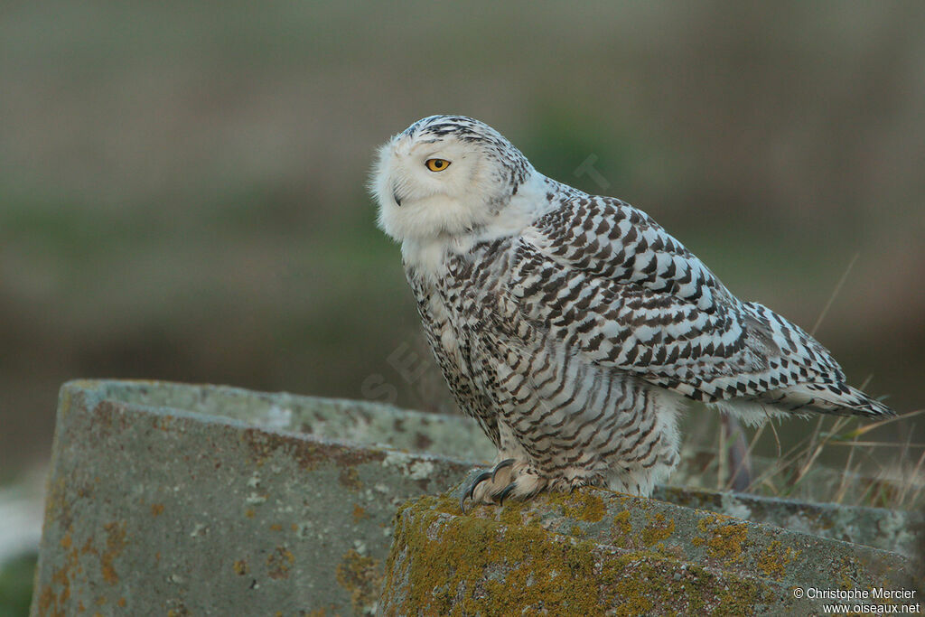 Snowy Owl