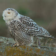 Snowy Owl