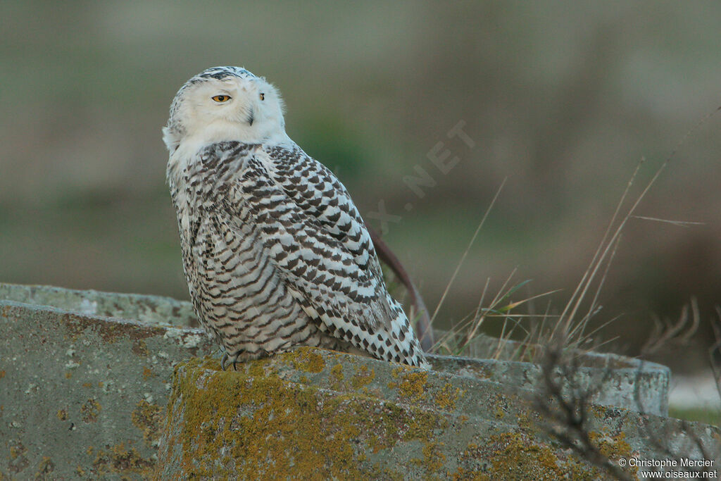 Harfang des neiges