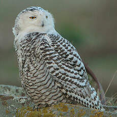 Harfang des neiges