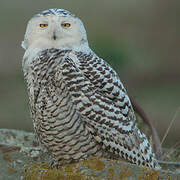 Snowy Owl