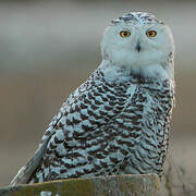 Snowy Owl