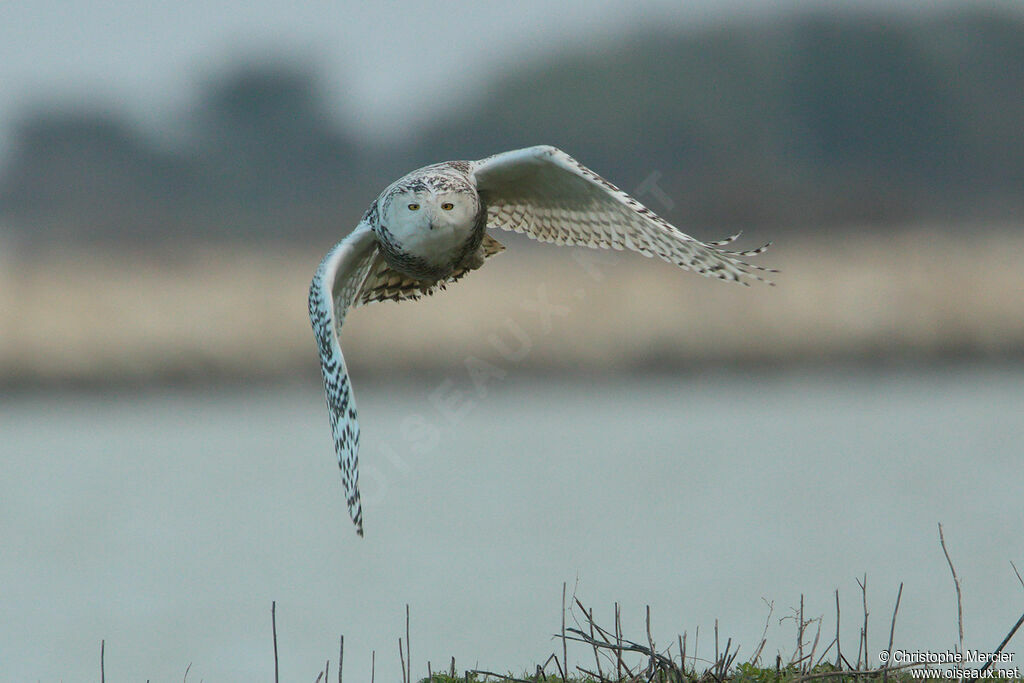 Harfang des neiges