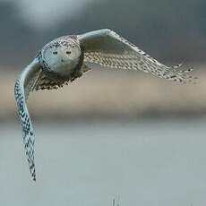 Harfang des neiges