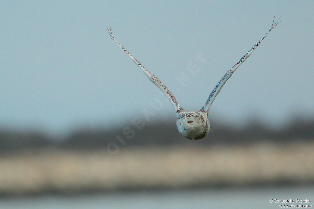 Snowy Owl