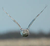 Snowy Owl