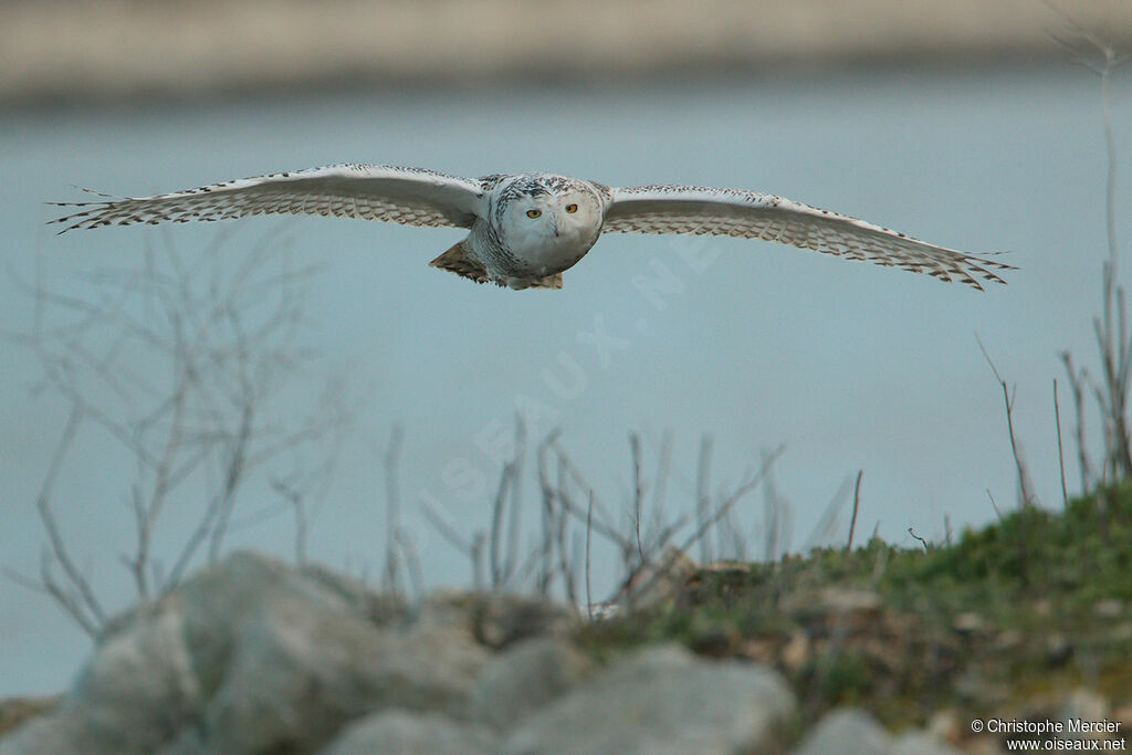 Snowy Owl