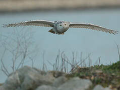 Snowy Owl