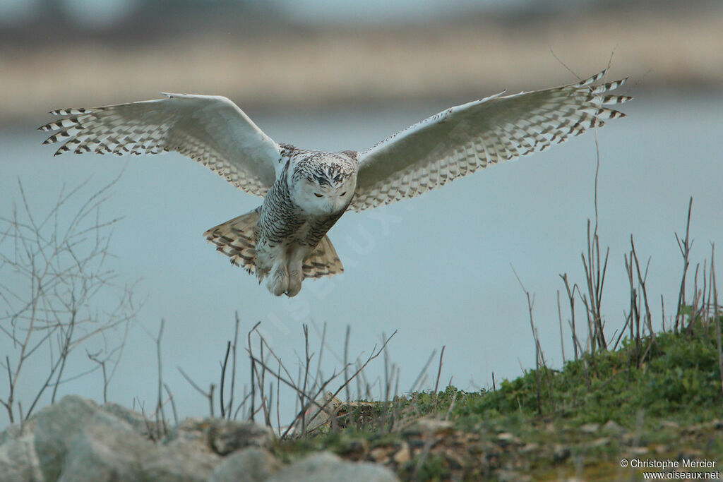 Snowy Owl