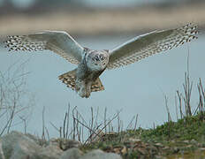 Snowy Owl