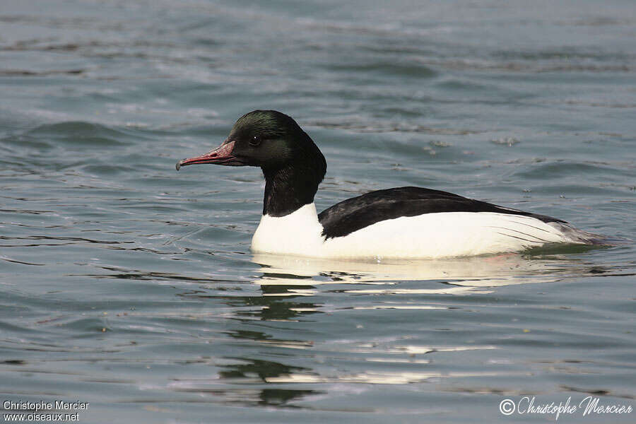 Common Merganser male adult, identification