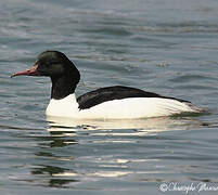 Common Merganser