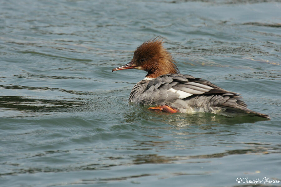 Common Merganser