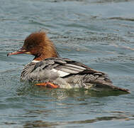 Common Merganser