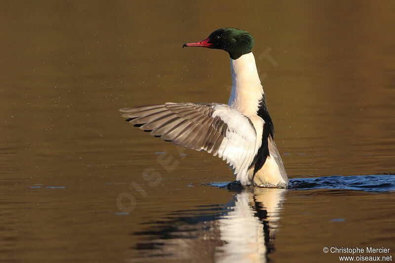 Common Merganser