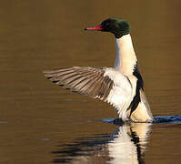 Common Merganser