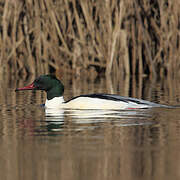 Common Merganser