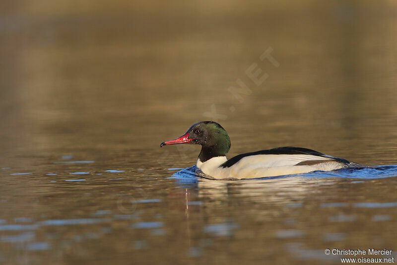 Common Merganser