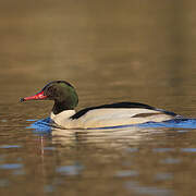 Common Merganser