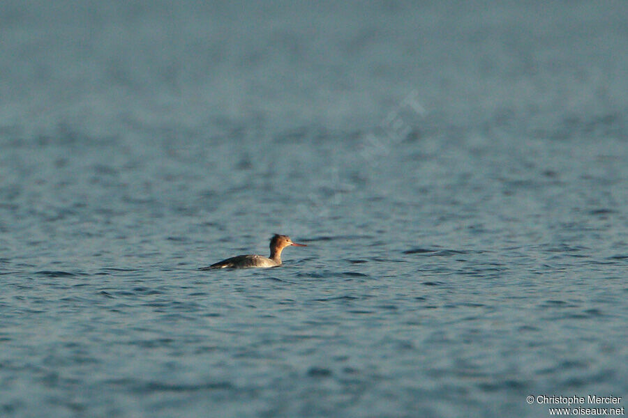 Red-breasted Merganser