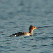 Red-breasted Merganser