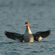 Red-breasted Merganser