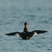 Red-breasted Merganser