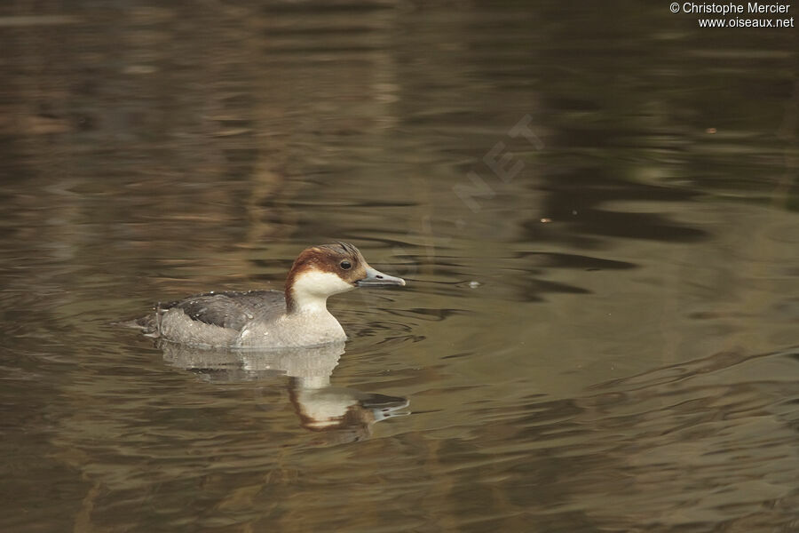 Smew