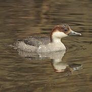 Smew