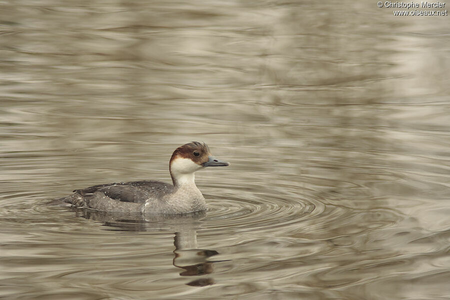 Smew