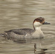 Smew