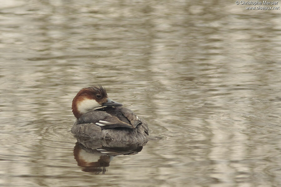 Smew