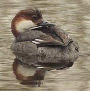 Smew