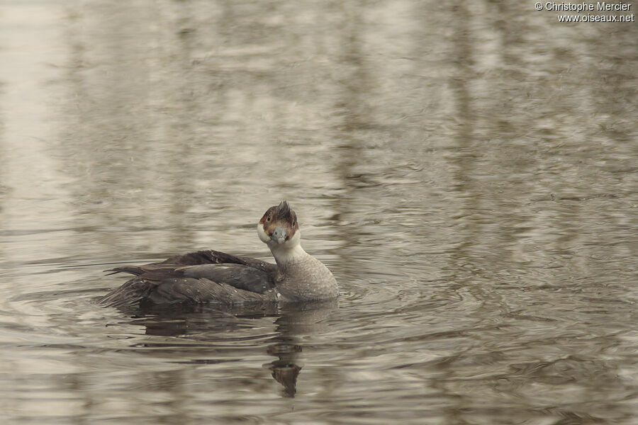 Smew