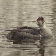 Smew