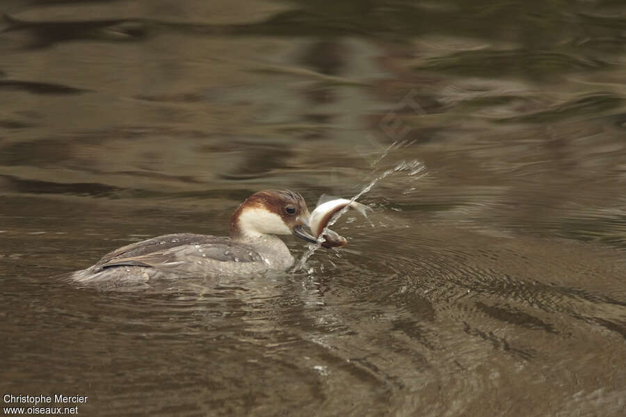 Harle piette femelle 2ème année, régime, pêche/chasse