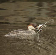 Smew