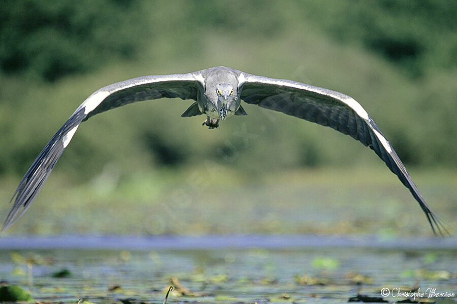 Grey Heron