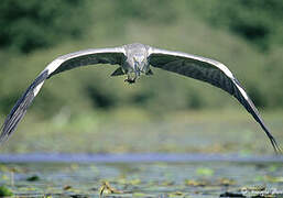 Grey Heron